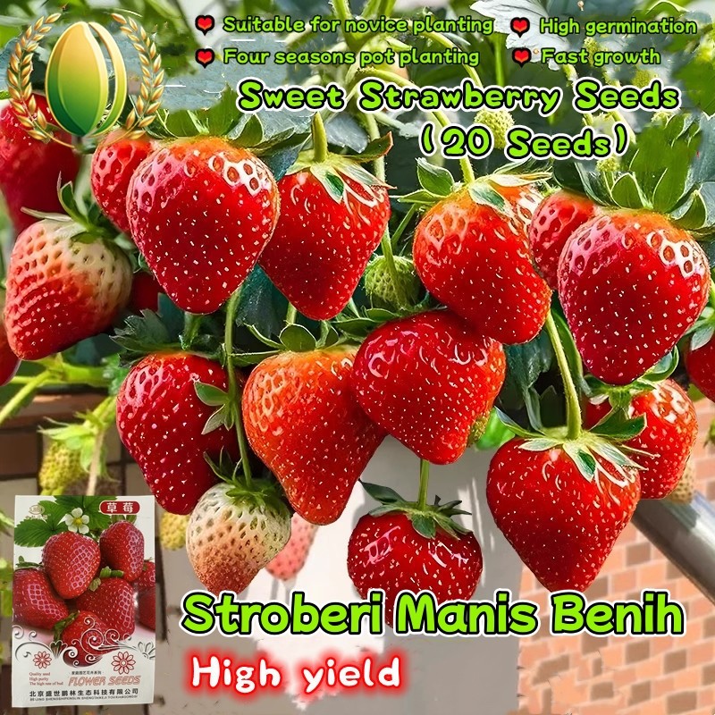 20 Biji/paket Benih Stroberi Manis Untuk Menanam Sayuran, Benih Buah Stroberi Hasil Tinggi Sweet Str
