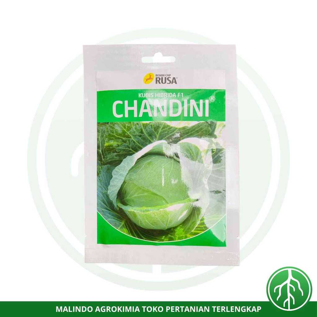 Benih Kubis Hibrida F1 CHANDINI 25gr dari CAP RUSA
