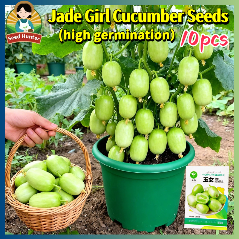 100% Authentic High Yield Jade Girl Mini Cucumber Seeds for Planting Vegetable Plants (Fast Growing 