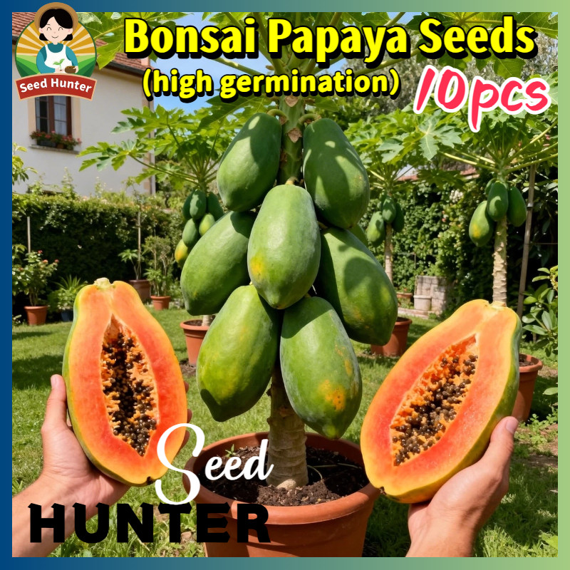 100% Authentic Dwarf Sweet Papaya Seeds for Planting Fruit Trees (High Germination, 10pcs/bag) Fresh