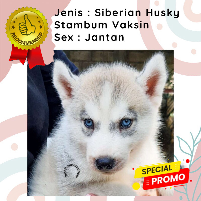 Anjing Siberian Husky Stambum Grey Copper Jantan Betina