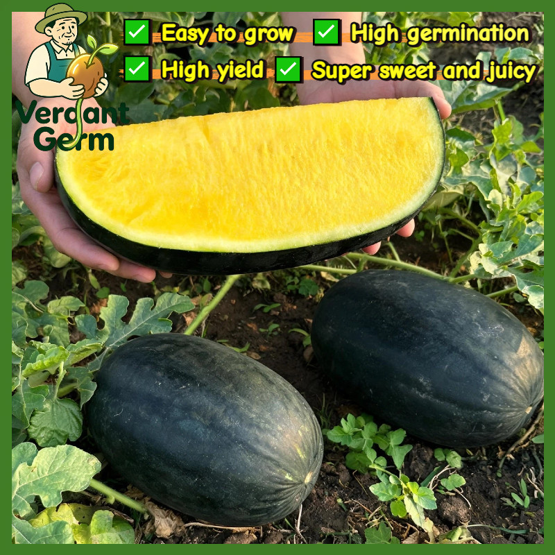 30 Biji Benih Semangka Tanpa Biji Kuning Benih Semangka Kuning Non Biji F1 Watermelon Seeds Super Ma