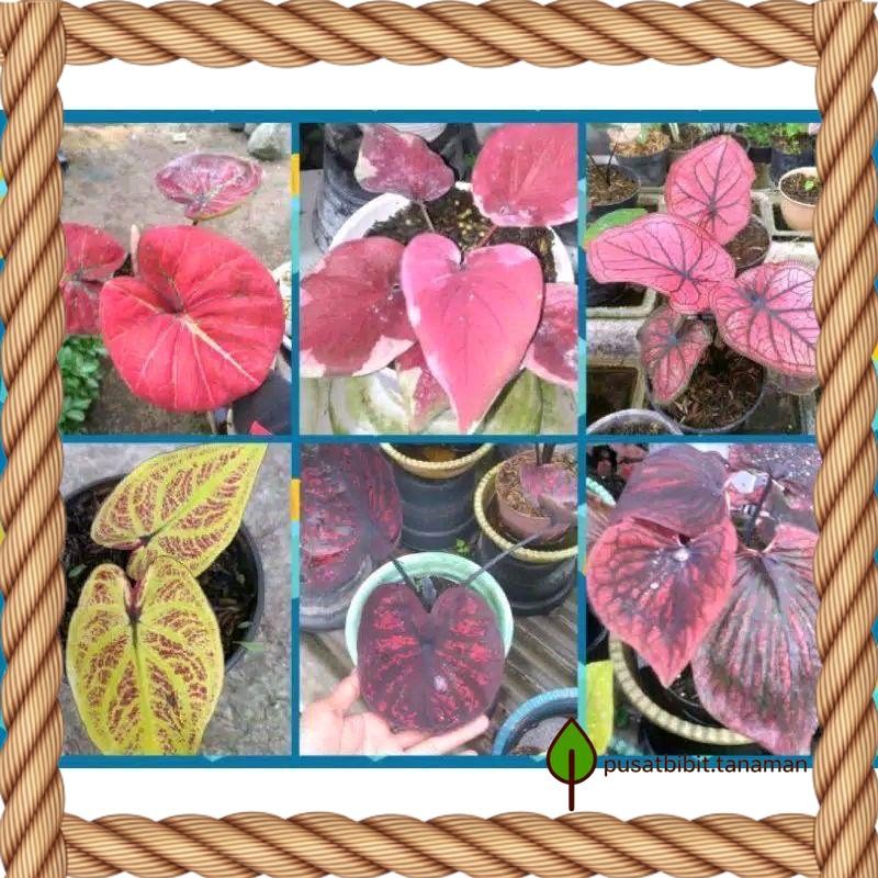 Promo paket 6 Bonggol Caladium Keladi Tanaman hias Thailand Series