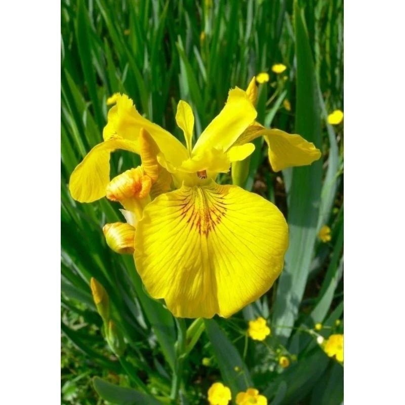 TANAMAN AIRIS KUNING/TANAMAN PAGAR AIRIS (Tanaman Pelengkap Pagar)