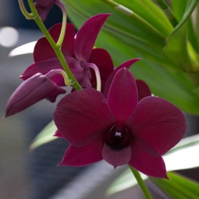 Anggrek Dendrobium Panama Red - Bunga Hias Anggrek