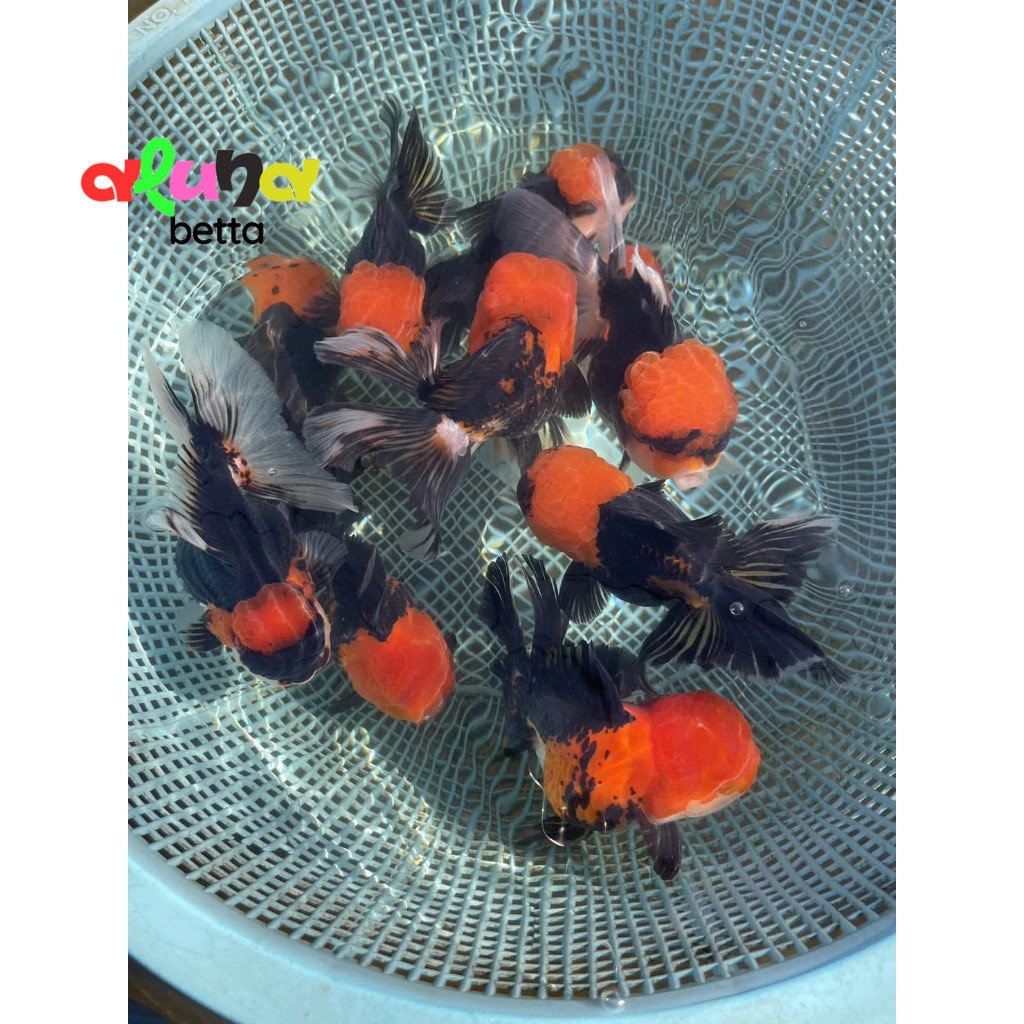 Oranda TANCHO ISI 3 size 5-7cm