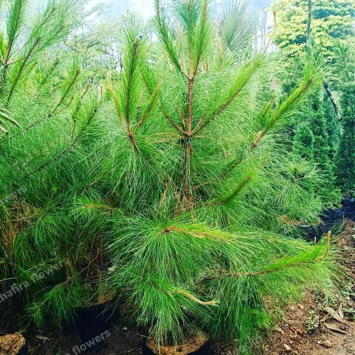 Cemara Pinus tanaman hias