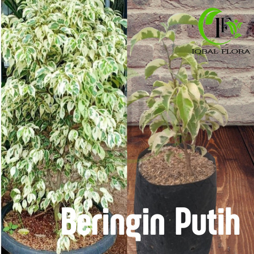 Pohon Beringin Putih Tanaman Hias Beringin Putih