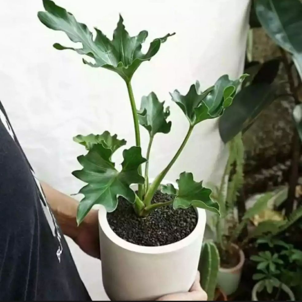 tanaman hias monstera philo jari - pohon monstera philo jari - philo jari - monstera jari