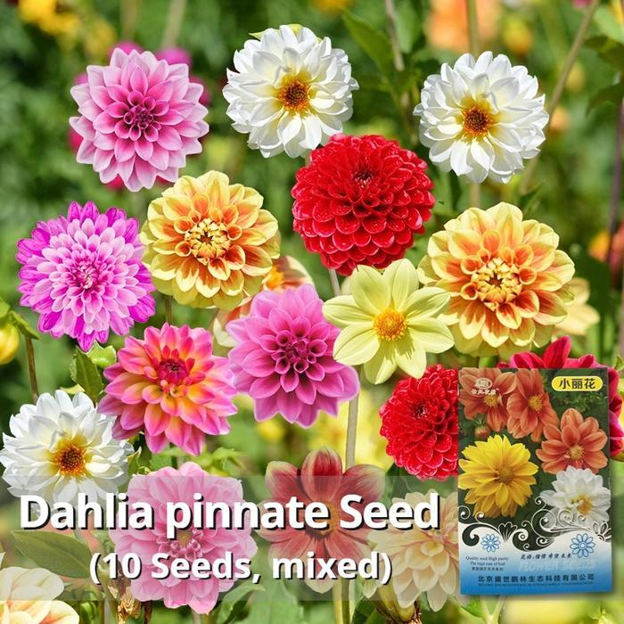Bibit Bunga Dahlia Menyirip Langka untuk Ditanam (10 Biji) Bonsai Segar Warna Campuran Bibit Bunga D