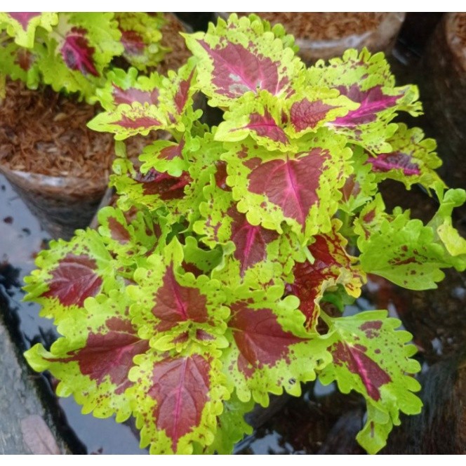 Pohon miana jawer kotok / Taqnaman Hias Miana Red Yellow - TANAMAN HIAS HIDUP - BUNGA HIDUP - BUNGA 