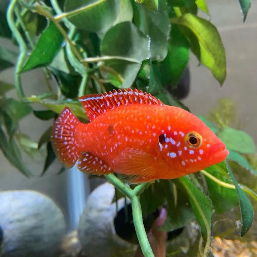 TOP Red jewel cichlid paket 5pcs hiasan aquarium bergaransi packing aman