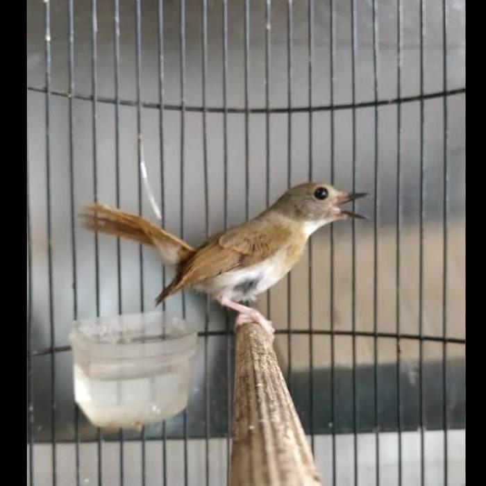 CS burung srdc bali pilihan jantan