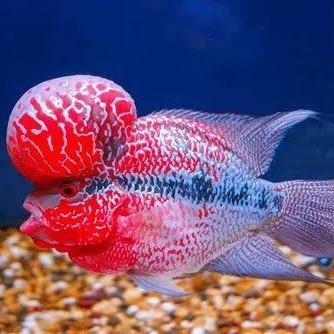 WALL Louhan SRD import 8-10 cm