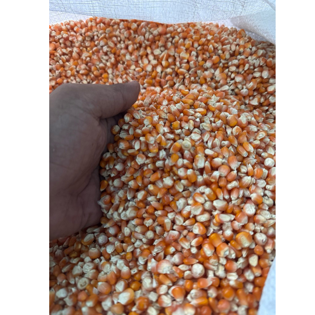 Jagung pipil / jagung kering jagung kering Jagung Pipil 1kg - (tanggung/sedang)