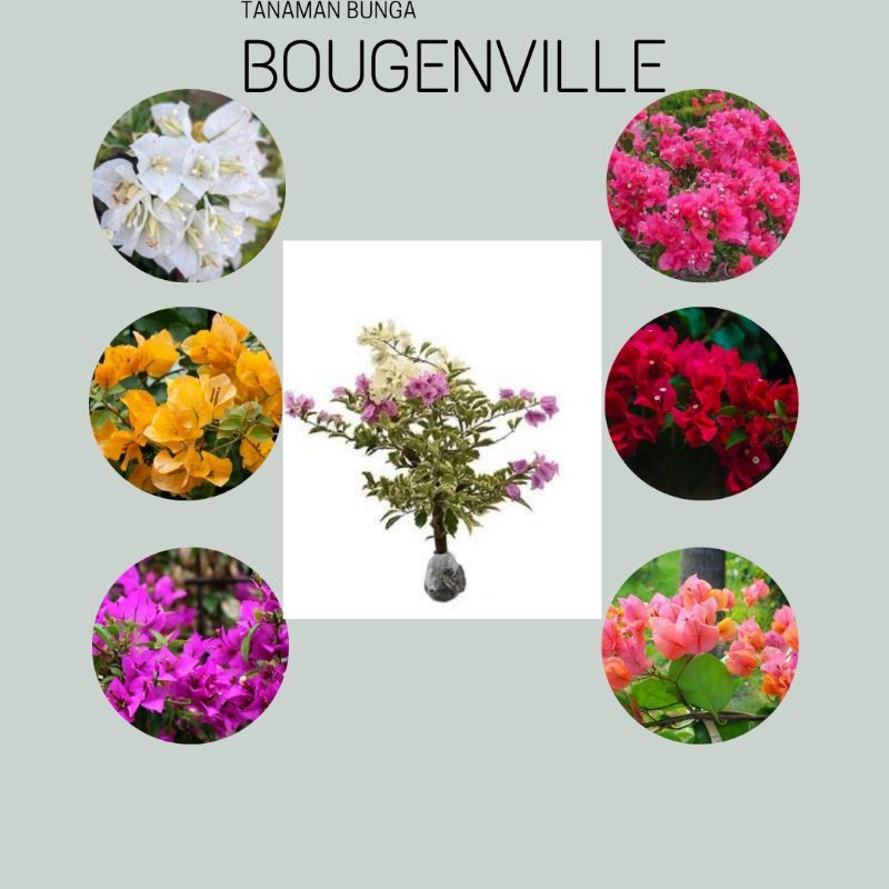 Tanaman Bunga Bougenville Bunga Kertas bugenfil - bugenvil bunga//BUGENVIL BUNGA KERTAS/BUGENVIL IMP