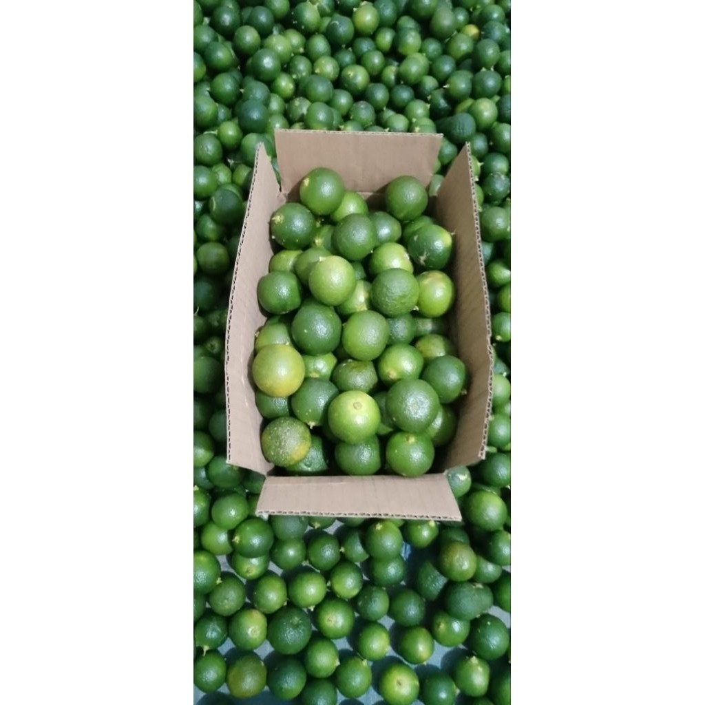 

1kg jeruk Sonkit kasturi lemon ciu jeruk kunci(besar)