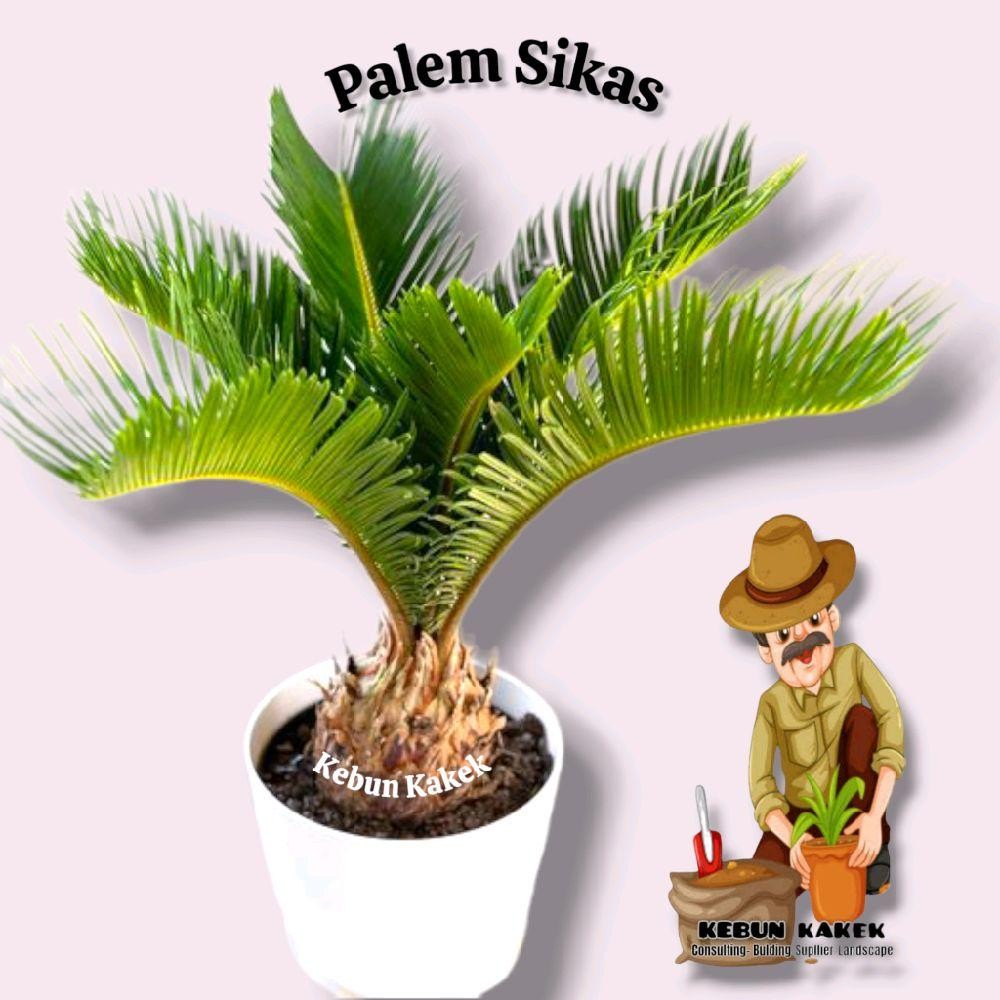 Palem Sikas / Tanaman Palem Sikas / Bibit Tanaman Hias Palem Sikas / Pohon Palem Sikas