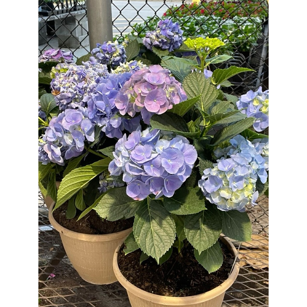 tanaman hias hydragea hortensia - bunga hortensia - bunga hydragea - pancawarna