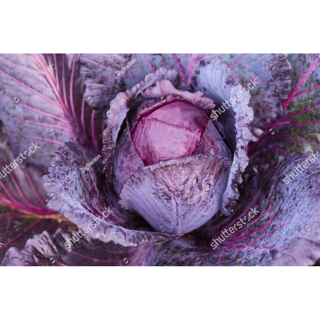 RBS Benih KUBIS UNGU