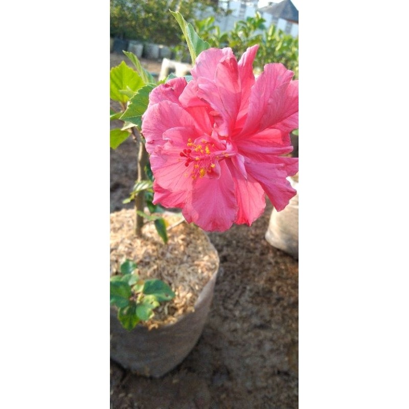 KEMBANG SEPATU BUNGA PINK TUMPUK IMPORT