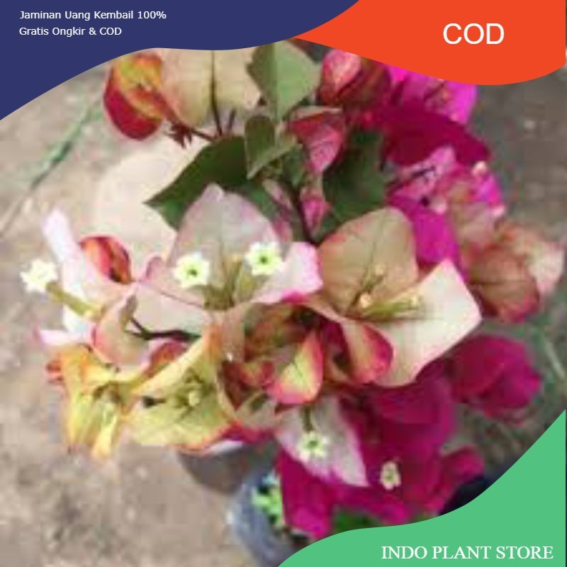 (PROMO) Bougenville citra India