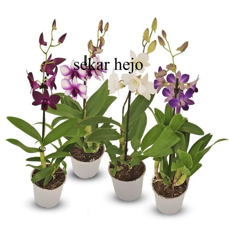 PROMO Anggrek Dendrobium / Tanaman hidup Anggrek dendrobium Bunga Hidup Anggrek dendrobium / Anggrek