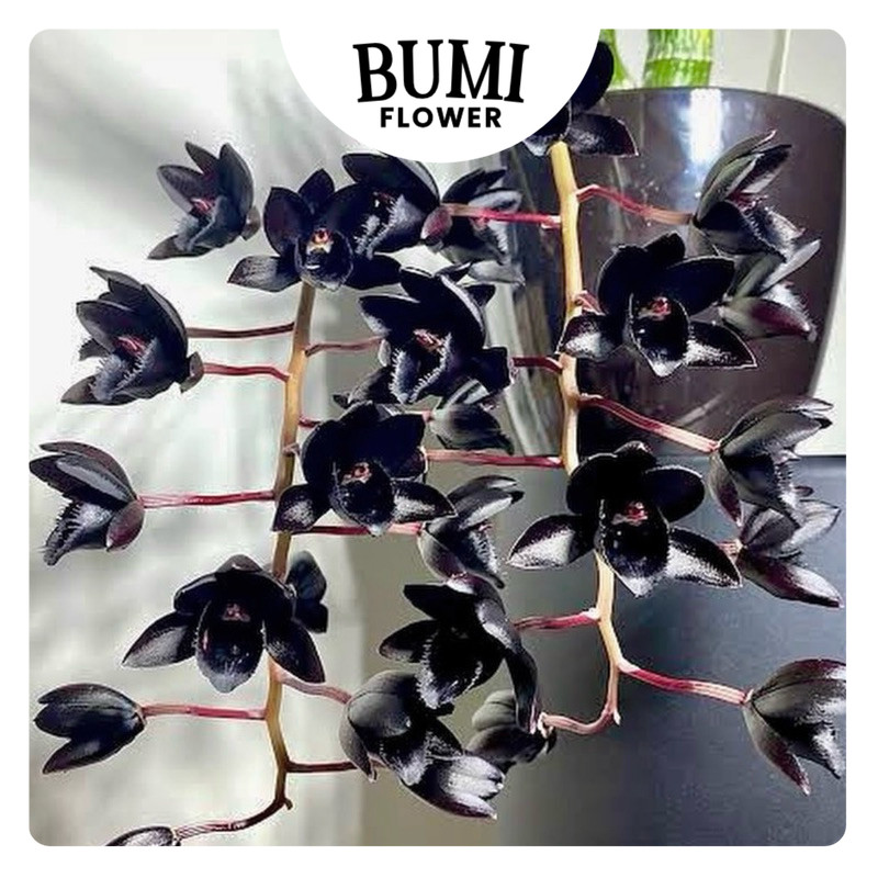 Fredclarkeara After Dark 'SVO Black Pearl' - BUMI Catasetum Orchids Aggrek Hitam