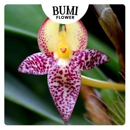 Bulbophyllum macranthum - Bumi Orchids Foresta Anggrek Bulbo Species Tanaman Hias