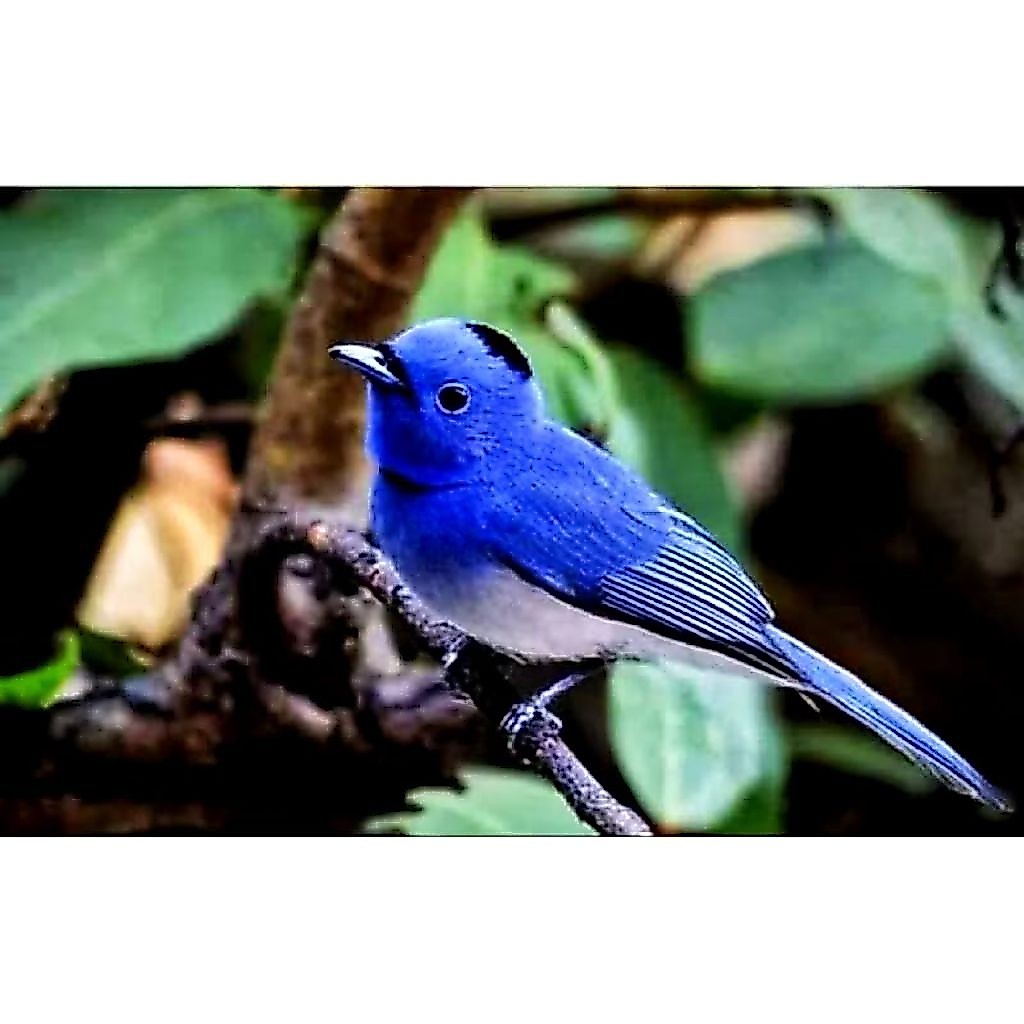 Buurng slendang Biru Bagus untuk aviary