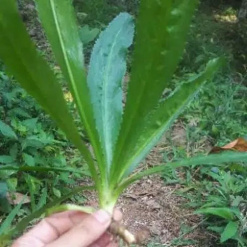 25 Bibit Walang Sangit Segar / Tanaman Tumbaran Segar / Tanaman Walang Sangit Segar Per pohon /Essen