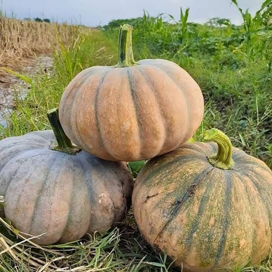 Grosir 25 Benih Labu Kuning Jumbo Unggulan