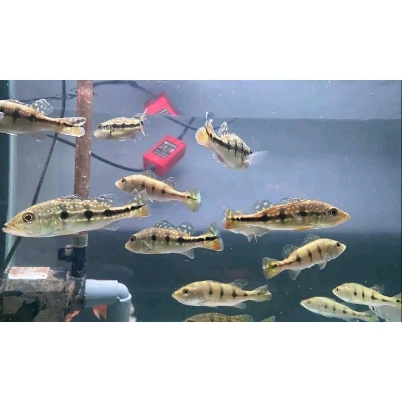 TOP Pbass mono paket 5 ekor Size 4-6 cm realsize bergaransi COD hiasan akuarium termurah
