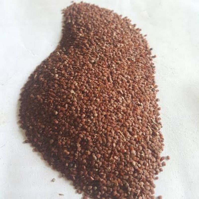 

Telor Kodok 50 Gram Kualitas Super