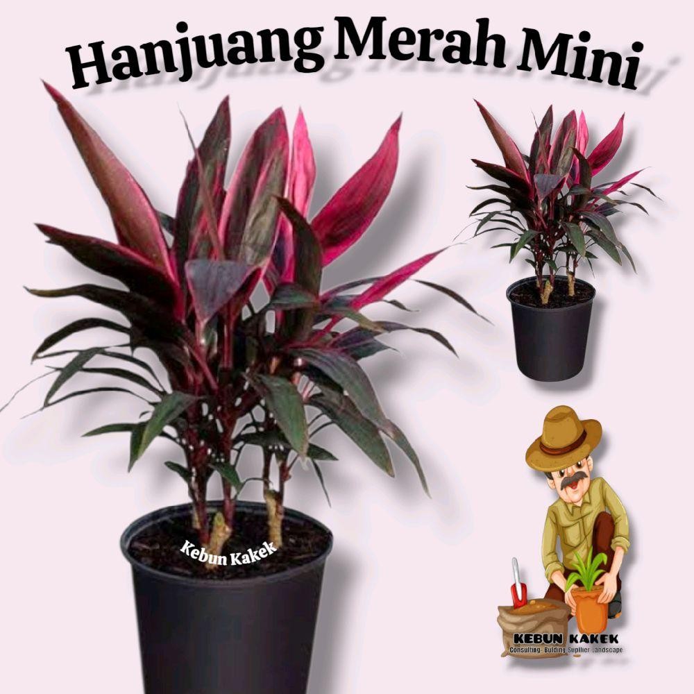 Tanaman Hias Hanjuang Merah Mini / Tanaman Hias Hanjuang Merah mini / Pohon Hanjuang Merah