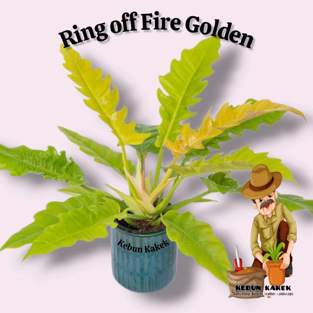 Philodendron Ring Off Fira Golden / Tanaman Hias Ring Fire Gold / Tanaman Philo Gergaji Kuning Bibit