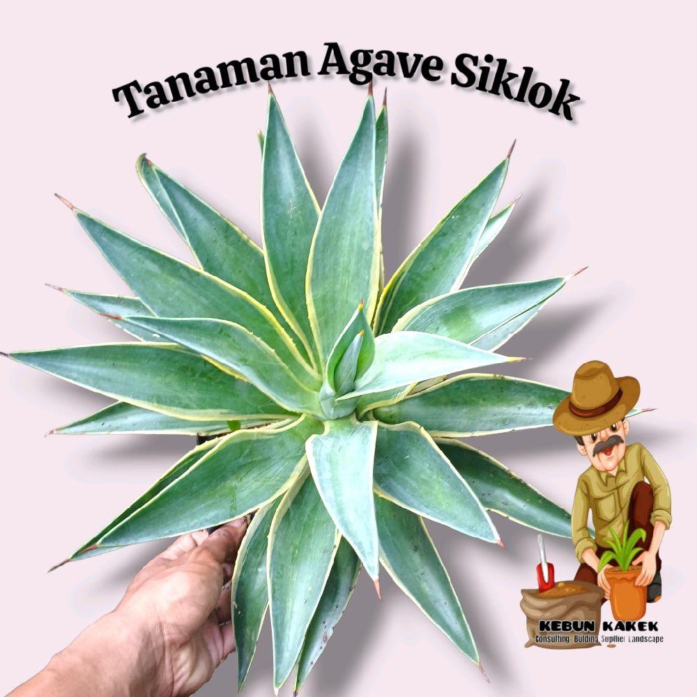 Agave Siklok / Tanaman Hias Agave Siklok / Tanaman Hias Hidup Agave / Bromelia Agave Pot