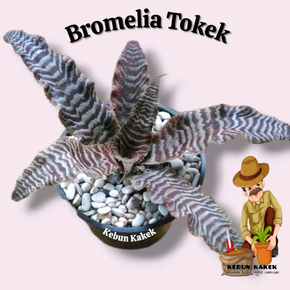 Bromelia Tokek / Tanaman Hias Bromelia Tokek / Tanaman Hias Hidup Bromelia / Tokek