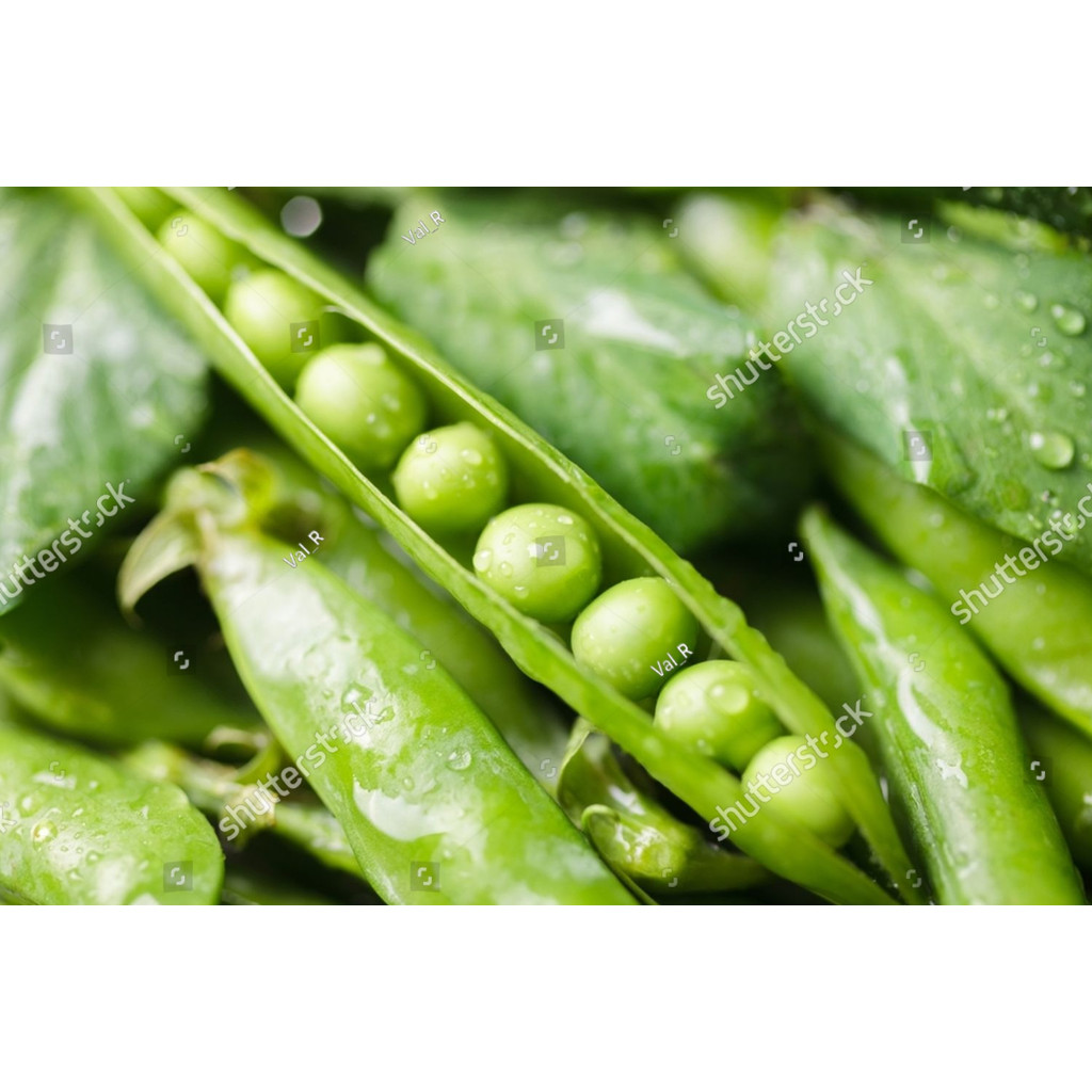 AL BIBIT BENIH kacang polong