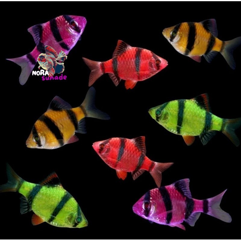 PROMO SUMATRA GLOWFISH isi 10
pcs BERGARANSI MURMER