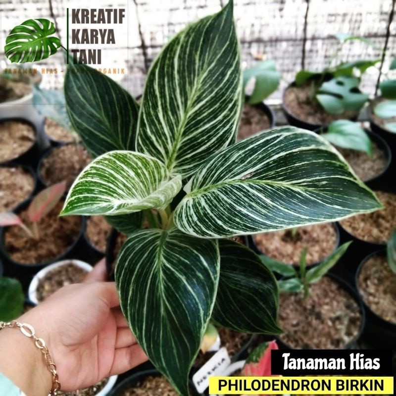 Tanaman hias philodendron birkin - Philo birkin