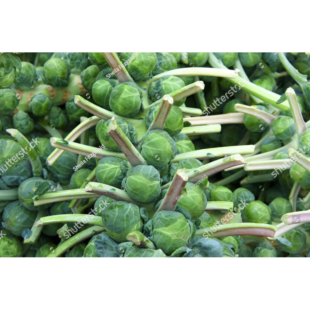 AL Benih  bibit Kubis Mini