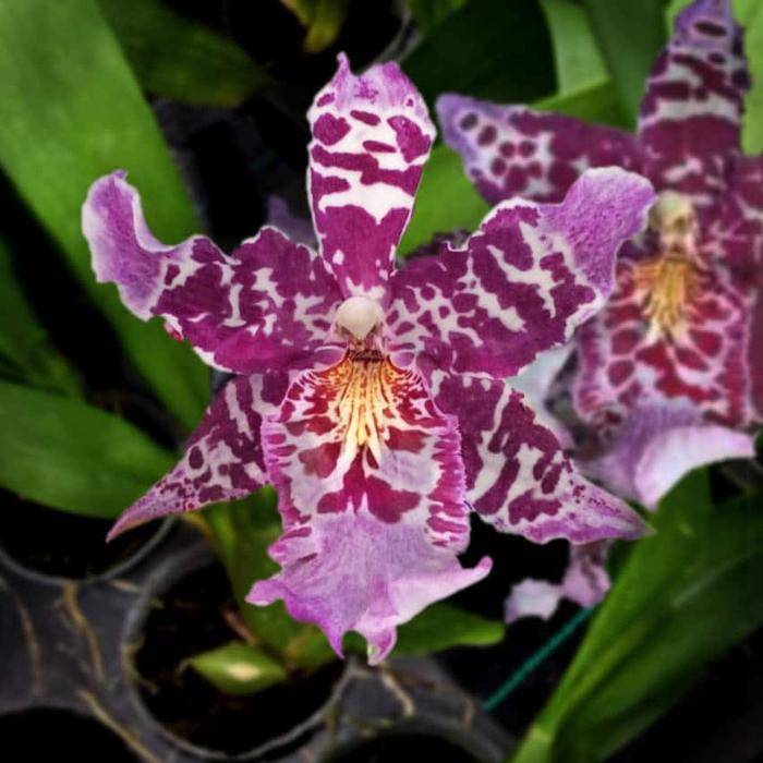 Anggrek Oncidium Beallara Kutchin