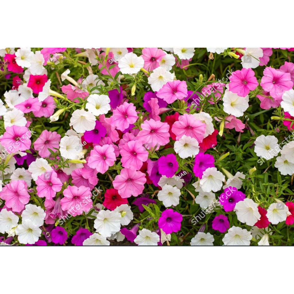Biji Benih Bibit Benih Biji Bunga Petunia Mix