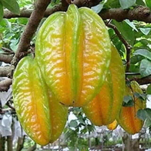Bibit buah blimbing madu super -bibit buah-tanaman-pohon-tanaman buah .