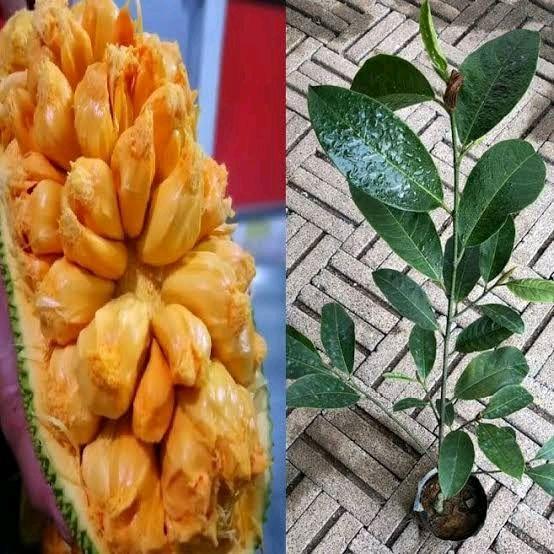 PROMO  bibit nangka cempedak king merah