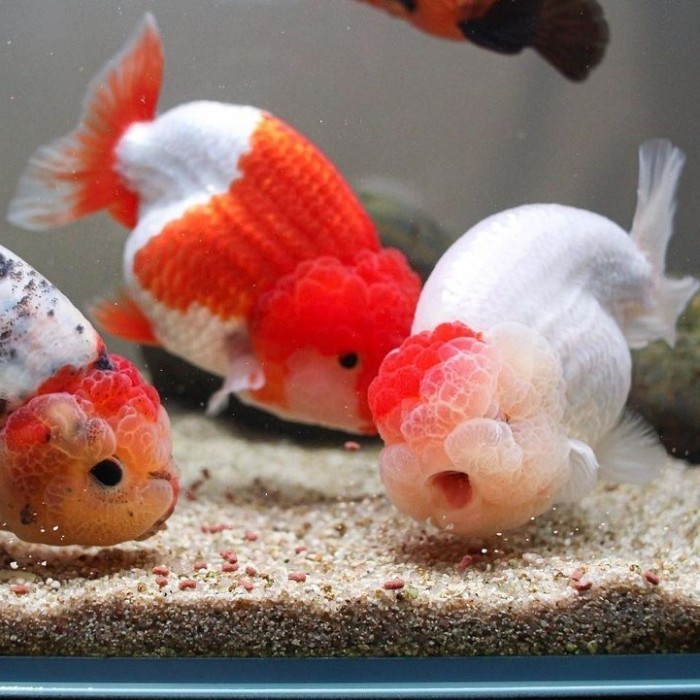 pemanis aquarium Ikan koki ranchu lionchu red white maskoki gold fish goldfish - 6-8 cm