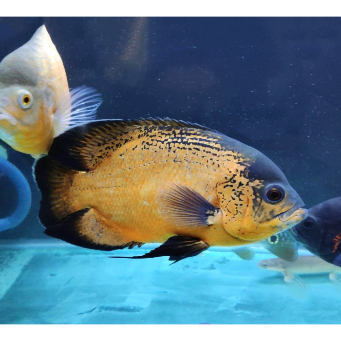 Ikan Oscar Hitam tmbaga 6-8 cm  / Ikan Predator / Ikan Hias Aquascape