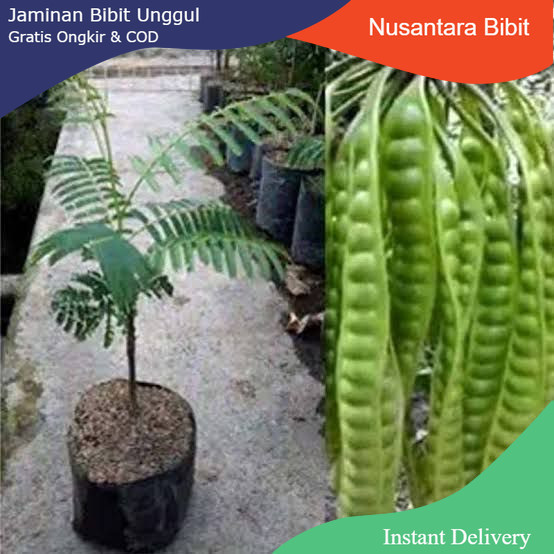 Petai okulasi | jaminan cepat berbuah | Bibit Okulasi / sambung pucuk