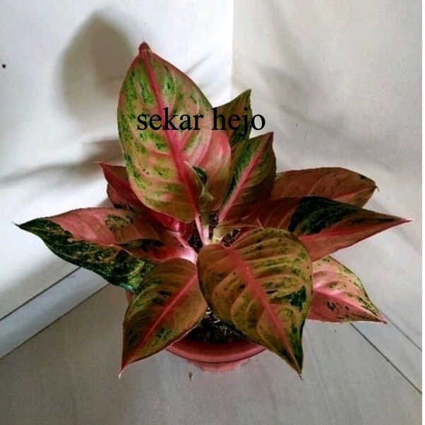 aglonema Mahameru dewasa